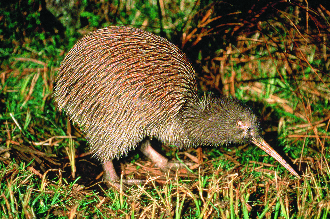 Un oiseau kiwi sur l'herbe en Nouvelle-Zélande