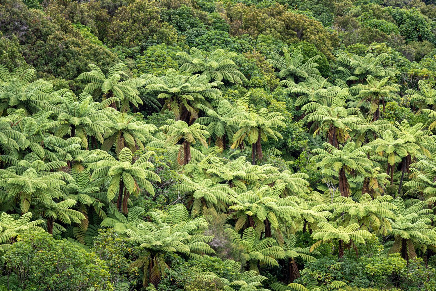 Forêt de fougères arborescentes en Nouvelle-Zélande