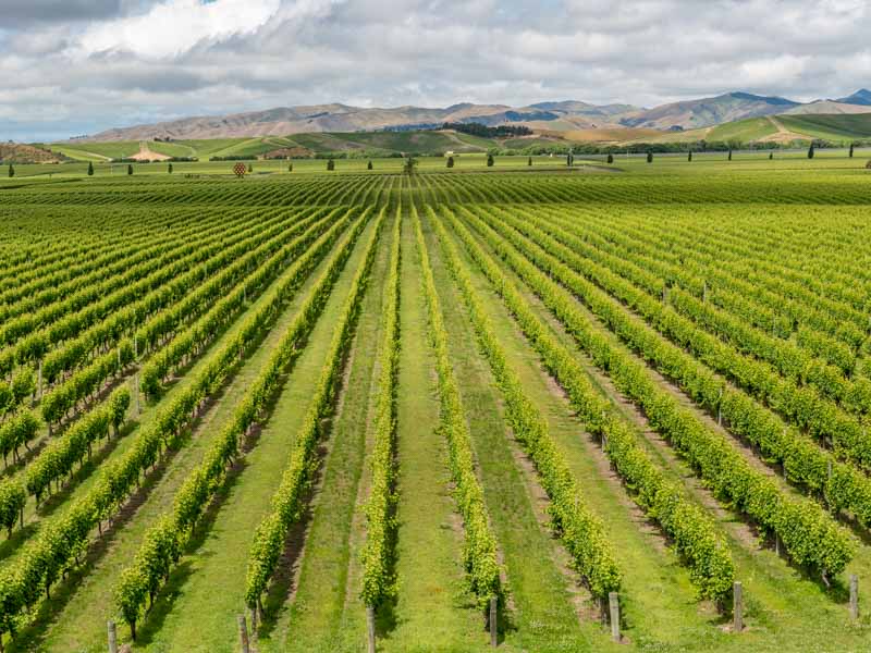 Vue aérienne des vignobles de Marlborough en Nouvelle-Zélande