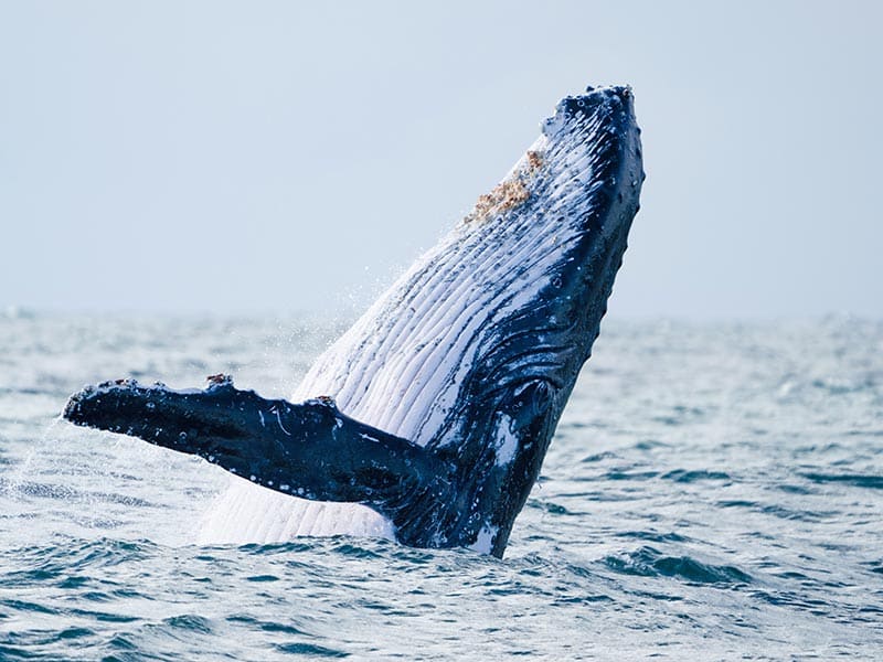 Saut d'une baleine en Australie