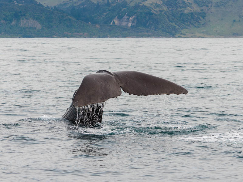 Queue de cachalot qui plonge au large de Kaikoura en Nouvelle-Zélande