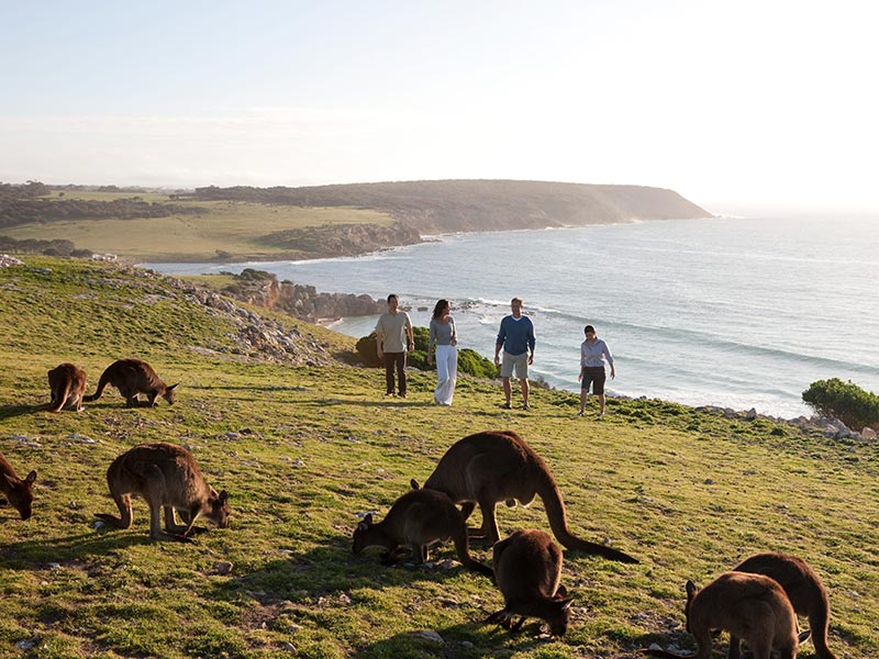 Groupe de kangourous devant des observateurs sur Kangaroo Island en Australie