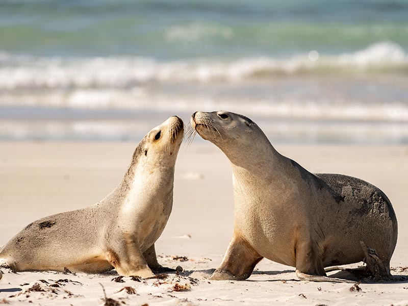 Deux lions de mer sur une plage de Kangaroo Island en Australie