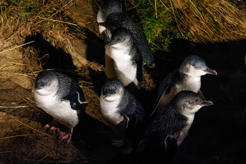 Groupe de manchots pygmées en Nouvelle-Zélande