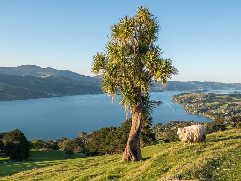 Un mouton et un cabbage tree au-dessus du port naturel de Dunedin en Nouvelle-Zélande