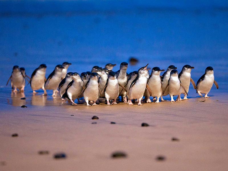 Groupe de petits manchots sur une plage de Phillip Island en Australie