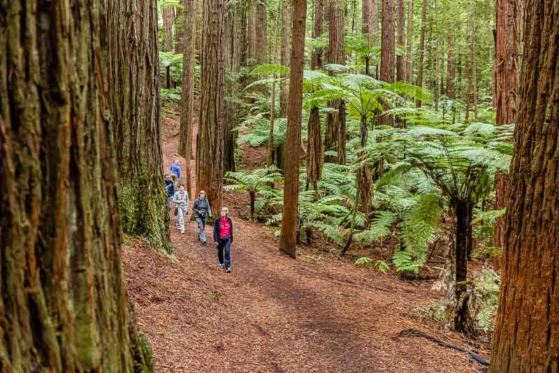 Promeneurs dans la forêt de sequoias de Whakarewarewa à Rotorua en Nouvelle-Zélande