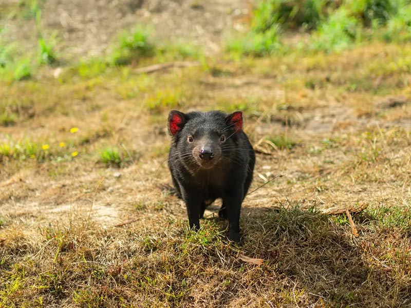 Un diable de Tasmanie en Australie