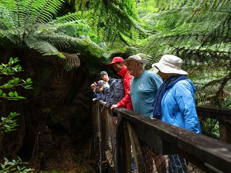 Marcheurs sur un pont en bois dans une forêt de fougères arborescentes en Tasmanie