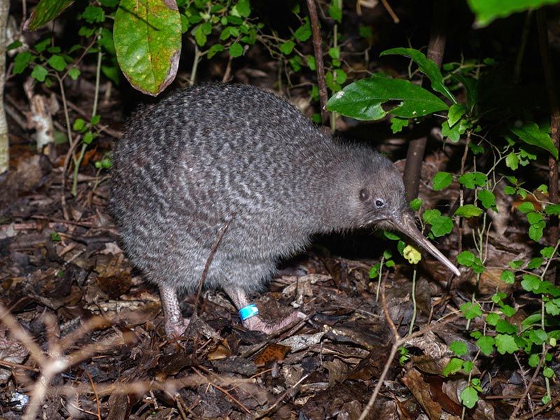 Un oiseau kiwi sur le sol en Nouvelle-Zélande