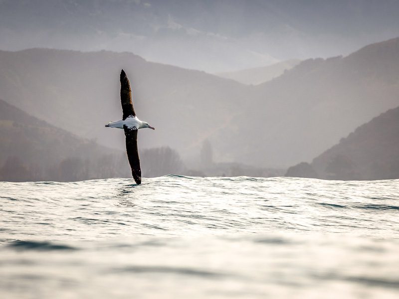 Albatros avec une aile qui touche la mer en Nouvelle-Zélande