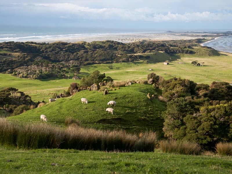 Moutons dans un pré en bord de mer en Nouvelle-Zélande