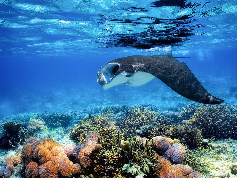 Vue sous-marine et raie manta aux îles Fidji