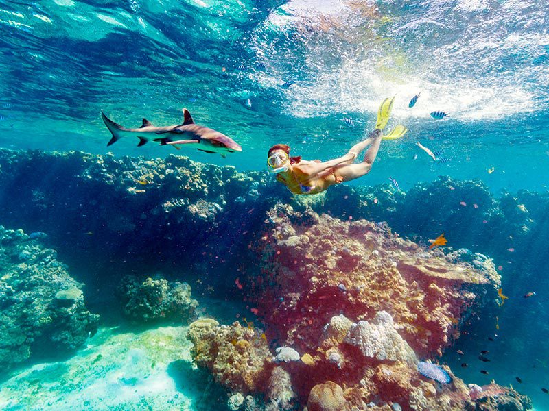 Plongeuse avec un requin aux îles Fidji