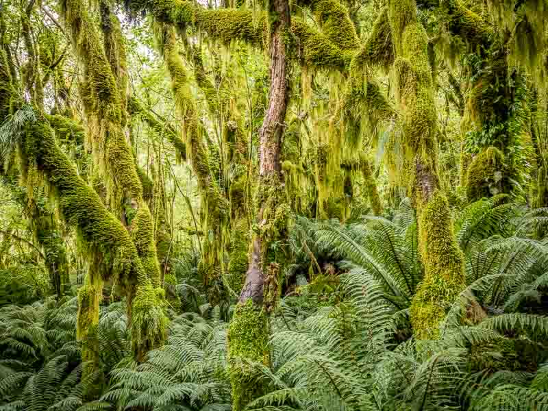 Forêt dense de hêtres, de mousses et de lichen dans le parc national de Fiordland en Nouvelle-Zélande