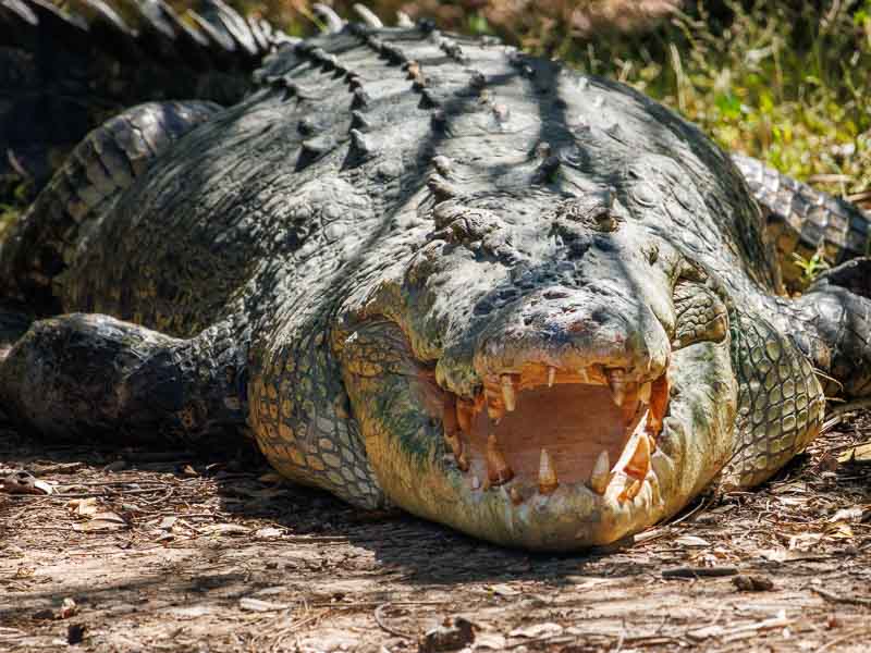 Gros plan sur un crocodile marin sur la berge dans le parc national de Kakadu en Australie