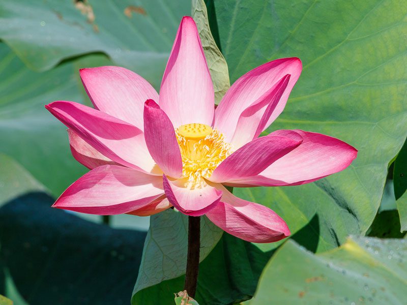 Gros plant sur une fleur de lotus dans le parc national de Kakadu en Australie