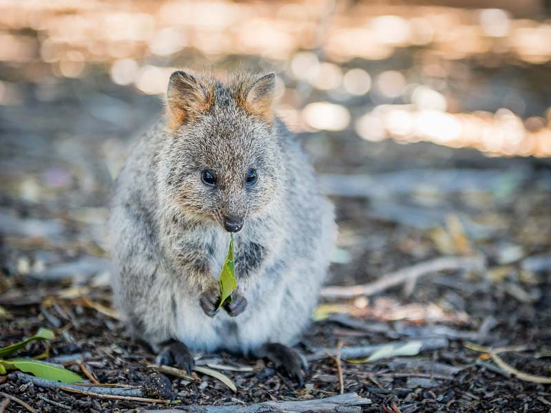 Un quokka mange une feuille sur Rottnest Island en Australie