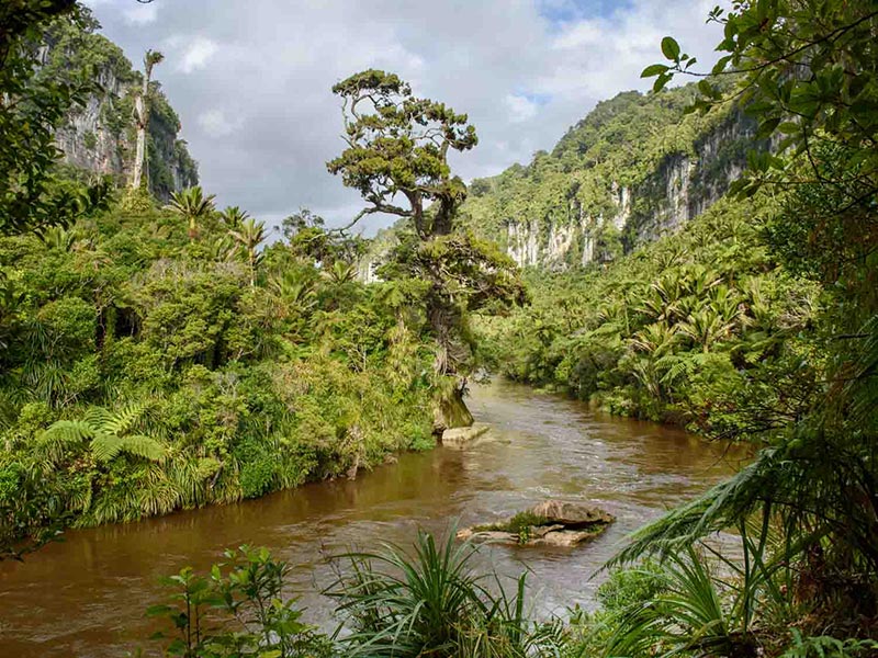 Rivière traversant la végétation native à Punakaiki en Nouvelle-Zélande