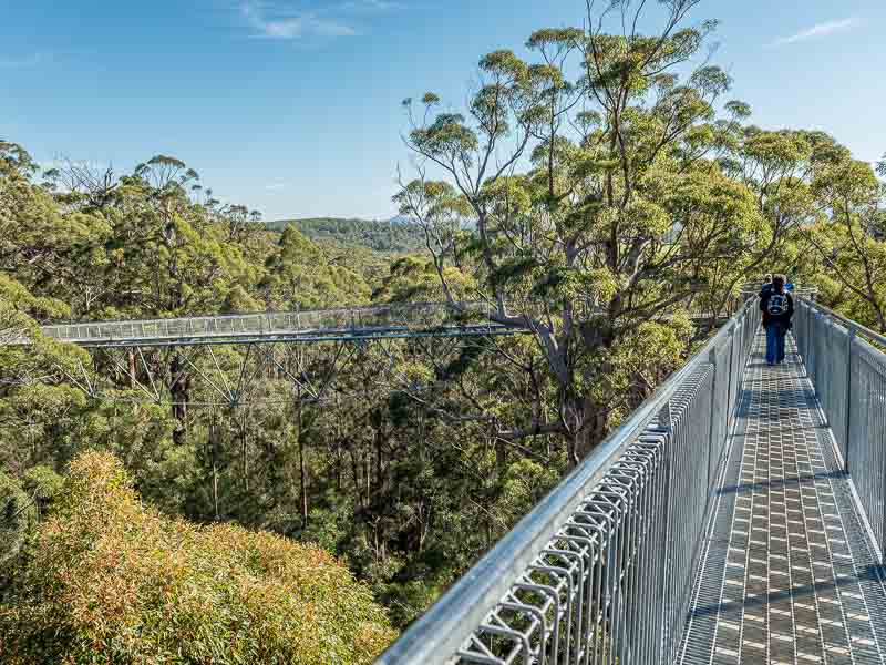 Passerelle au-dessus des arbres près d'Albany en Australie