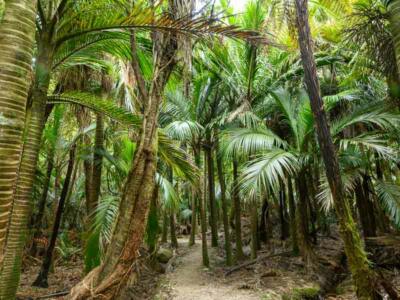 Sentier dans la forêt native de palmiers nikau en Nouvelle-Zélande