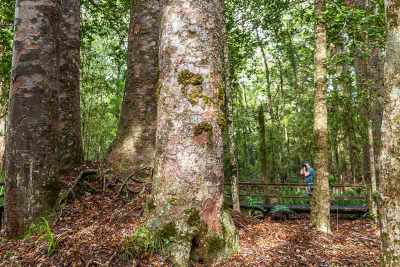 Photographe au pied d'un arbre kauri géant dans la forêt de Waipoua en Nouvelle-Zélande