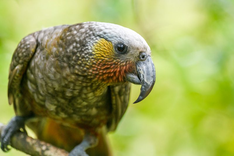 Gros plan d'un perroquet Kaka à Stewart Island en Nouvelle Zéelande